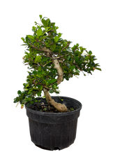 Fukien Tea  - Assorted sizes here (15cm - 20cm - 25cm - 30cm)